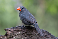 Saltator fuliginosus