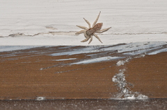 Menemerus bivittatus