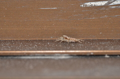 Menemerus bivittatus