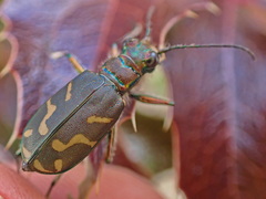 Cicindela tranquebarica vibex