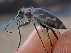 Cicindela tranquebarica vibex