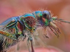 Cicindela tranquebarica vibex