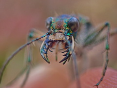 Cicindela tranquebarica vibex