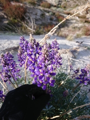 Lupinus excubitus
