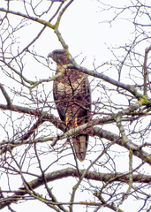 Buteo buteo