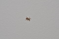 Menemerus bivittatus