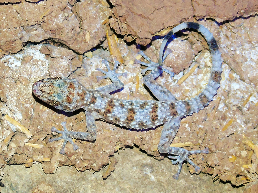 Middle East Leaf-toed Geckos (Herpetofauna of Saudi Arabia) · iNaturalist