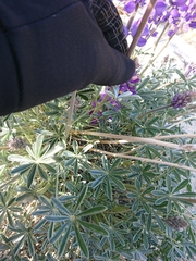 Lupinus excubitus