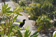 Ptiloxena atroviolacea