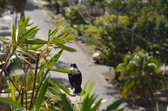 Ptiloxena atroviolacea