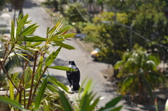 Ptiloxena atroviolacea