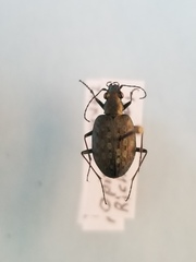 Opisthius richardsoni