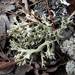 Florida Perforate Cladonia - Photo (c) Danny Newman, some rights reserved (CC BY-NC-SA)