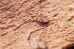 Bothrideres bipunctatus