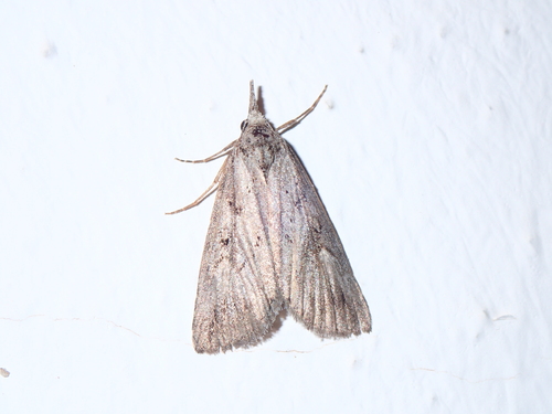 Rhynchina canariensis