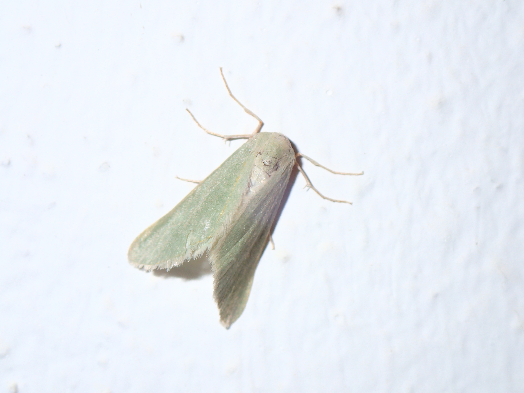 Microloxia schmitzi