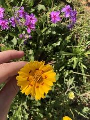 Coreopsis nuecensis