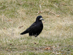 Corvus frugilegus