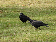 Corvus frugilegus