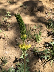 Lupinus luteolus