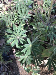 Lupinus luteolus