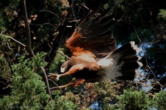 Parabuteo unicinctus