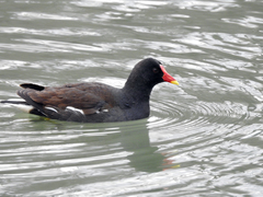 Gallinula chloropus
