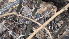 Sceloporus olivaceus