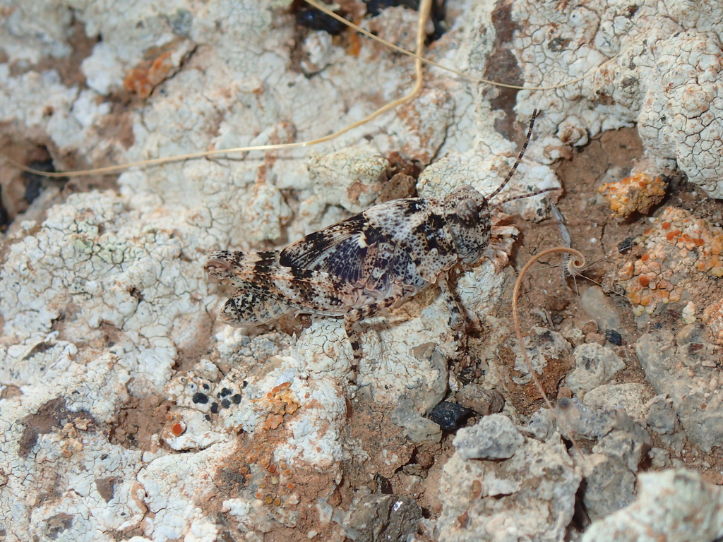 Lanzarote Sand Grasshopper