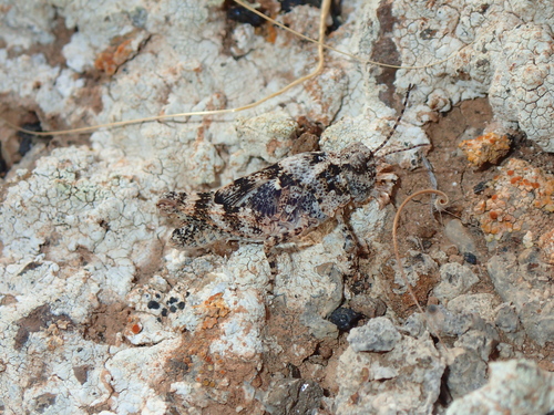 Lanzarote Sand Grasshopper