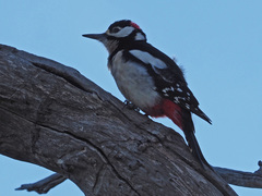 Dendrocopos major thanneri
