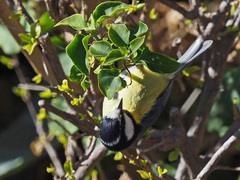 Cyanistes teneriffae hedwigae