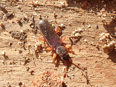 Dendrophagus crenatus