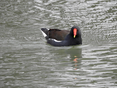 Gallinula chloropus