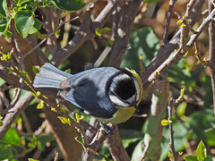 Cyanistes teneriffae hedwigae