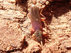 Dendrophagus crenatus