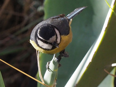 Cyanistes teneriffae hedwigae