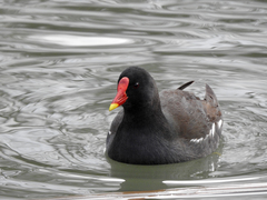 Gallinula chloropus