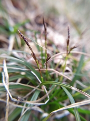 Carex digitata