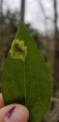 Calycomyza promissa