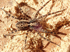 Acantholycosa lignaria