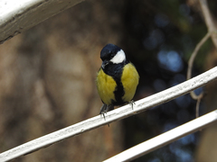 Parus major