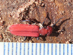 Cucujus cinnaberinus