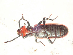Cucujus cinnaberinus