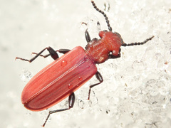 Cucujus cinnaberinus