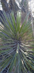 Yucca periculosa