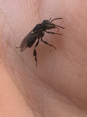 Paratrigona