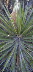 Yucca periculosa