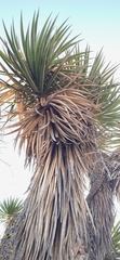 Yucca periculosa