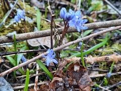 Scilla bifolia